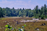 Dry marsh