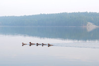 Common Merganser family