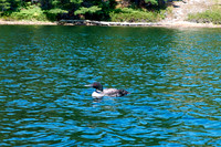 Loon