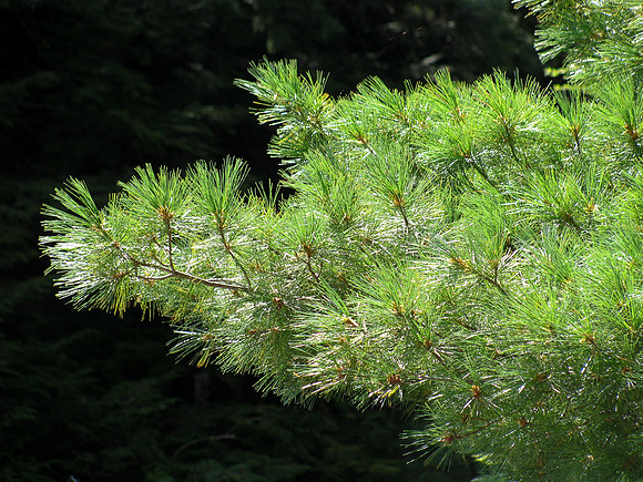 Pine Needles