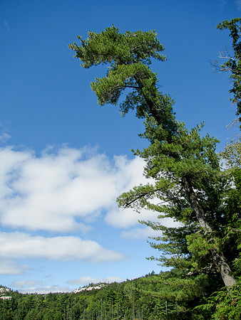Leaning Tree
