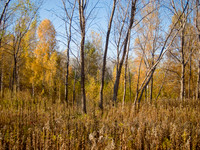 Leslie Street Spit